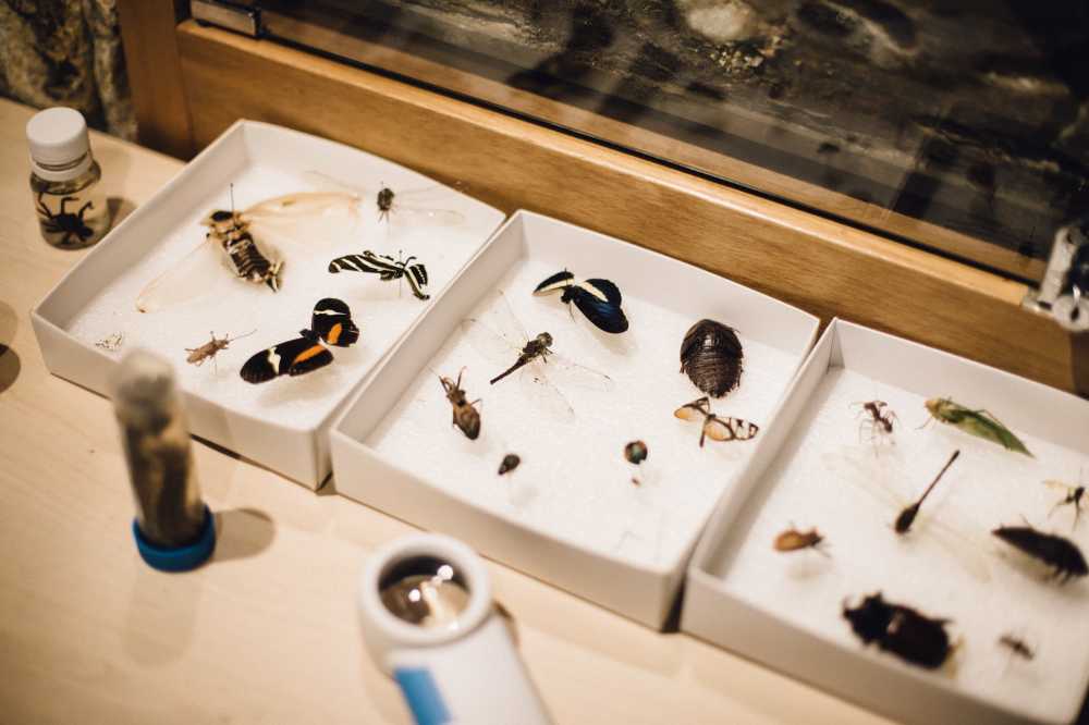 Entomological Museum
